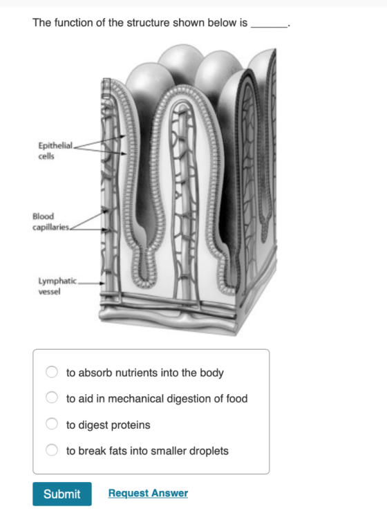 The function of the structure shown below is Epithelial cells Blood capillaries. Lymphatic vessel to absorb nutrients into th