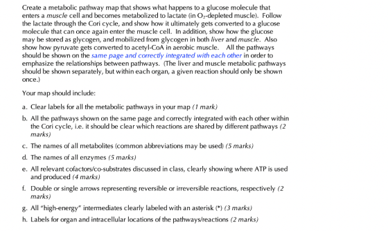 Create a metabolic pathway map that shows what happens to a glucose molecule that enters a muscle cell and becomes metabolize