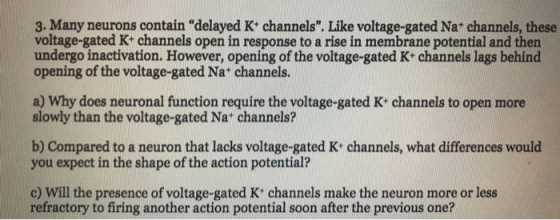 3. Many neurons contain delayed K channels. Like voltage-gated Nat channels, these voltage-gated K+ channels open in respon