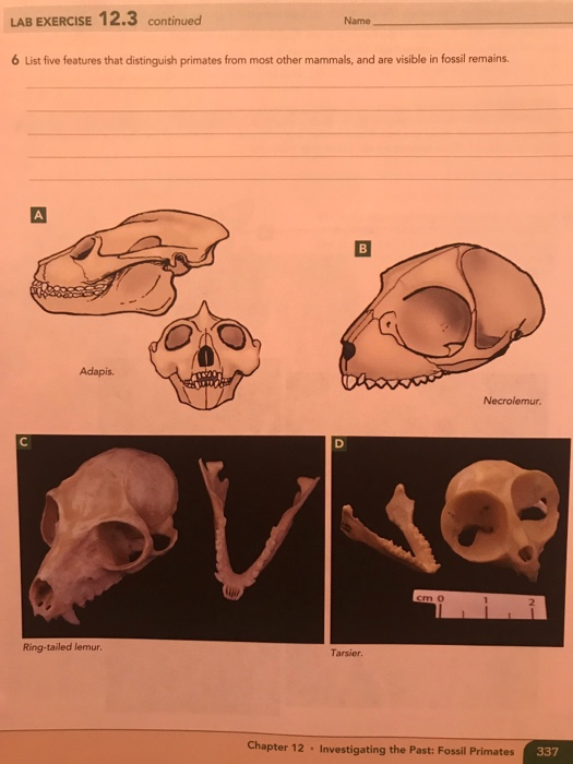 LAB EXERCISE 12.3 continued Name 6 List five features that distinguish primates from most other mammals, and are visible in f