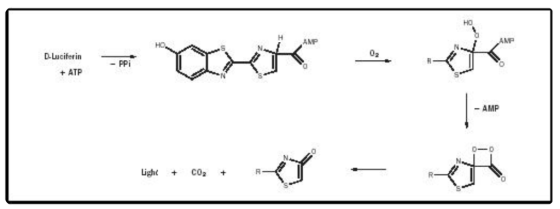HO H AMP AMP DLuciferin - PPi ATP - AMP Light CO2 + +