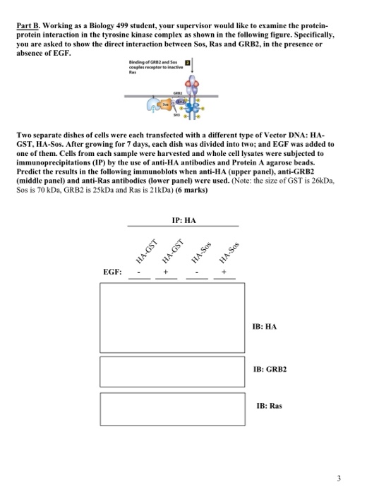 Part B. Working as a Biology 499 student, your supervisor would like to examine the protein- protein interaction in the tyros