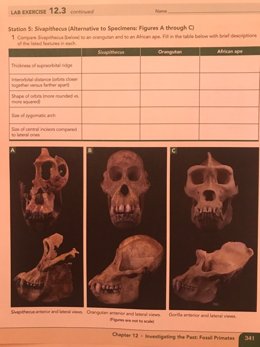 LAB EXERCISE 12.3 continued Name Station 5: Sivapithecus (Alternative to Specimens: Figures A through C) 1 Compare Sivapithec