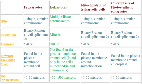 Chloroplasts of Photosynthetic eukaryotes Mitochondria of Eukarvotic cells ProkaryotesEukaryotes ultiple linear chromosomes 1