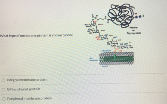 NH HO HO Man Protein HO HO- Man or What type of membrane protein is shown below? Glycoprotein Man HO- HNo HO OR OH OM o0 wtra