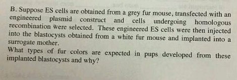 B. Suppose ES cells are obtained from a grey fur mouse, transfected with an engineered plasmid construct and cells undergoing