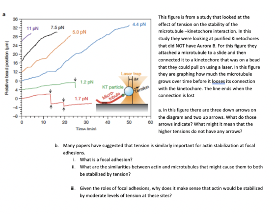 36 This figure is from a study that looked at the 4.4 pN effect of tension on the stability of the 32 7.5 pN 11 pN 5.0 pN mic