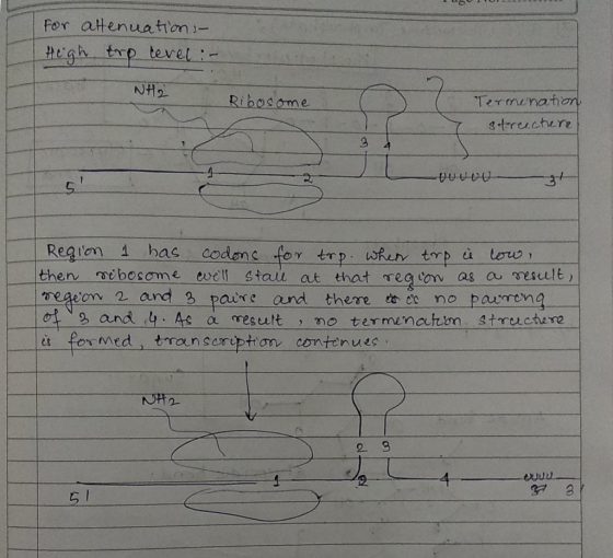 for atenuatin- Ribosome strusture 2 as eodene for tmp ufr trp on 2 and 3 paure and thene to i no pauron 2 and y As a resuultn
