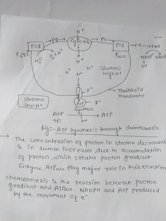 H t Pc PST p GS 2 Ht (wmen) Ht rt H+ 0 mem boahe Stsoma low H ADP tpi Tf ynthesis tHrsough Chemoshmogis The comcentsati an ok