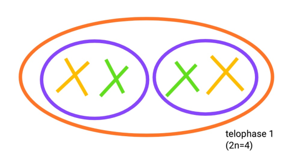 (XX)XX telophase 1 (2n=4)