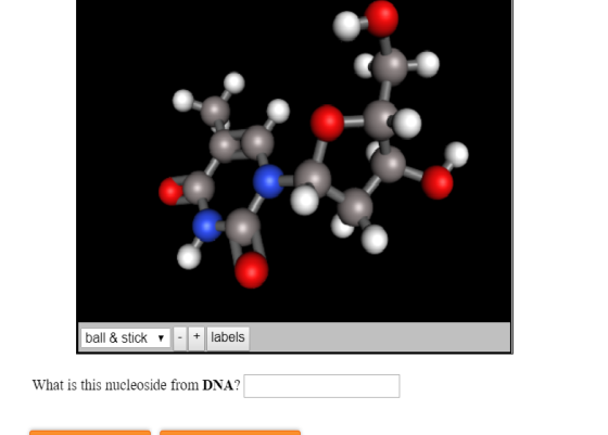 labels ball & stick + What is this nucleoside from DNA?