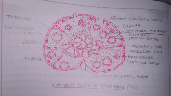 Affetent lymphatic vesser sule hatic modudes Secom ymphoid tolticle Medullary Cord Me dullany Smus Gesiminal Center Effexent