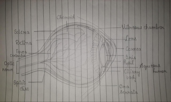 Retina Centu epuu herve Ci lias a. 서.uchta