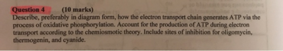Question 4 Describe, preferably in diagram form, how the electron transport chain generates ATP via the process of oxidative