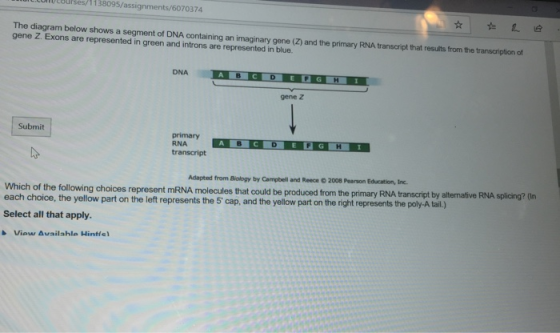 е.com/ courses/ 1 1 38095/assignments/6070374 The diagram below shows a segment of DNA containing an imaginary gene (Z) and t