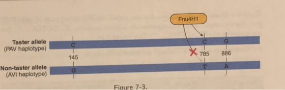 Fnu4H1 Taster allele (PAV haplotype) X 785 886 145 Non-taster allele (AVI haplotype) Fiaure 7-3