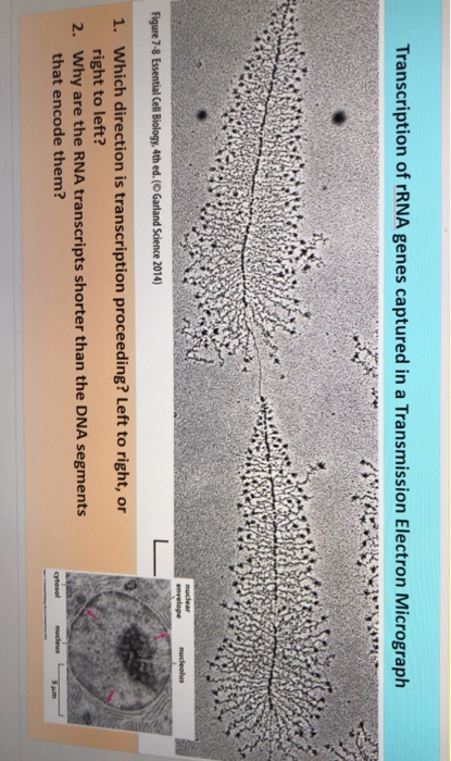 Transcription of rRNA genes captured in a Transmission Electron Micrograph Figure 7-8 Essential Cell Biology, 4th ed.(O Garla