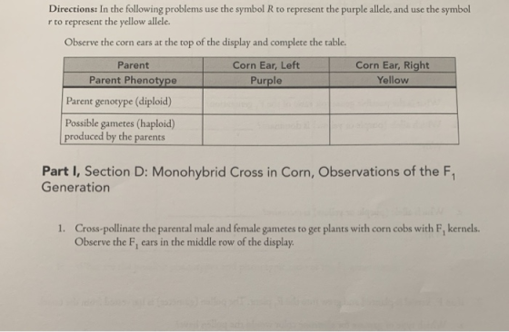 Directions: In the following problems use the symbol R to represent the purple allele, and use the symbol r to represent the