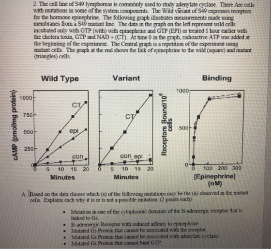 2. The cell line of S49 lymphomas is commonly used to study adenylate cyclase. There Are cells with mutations in some of the