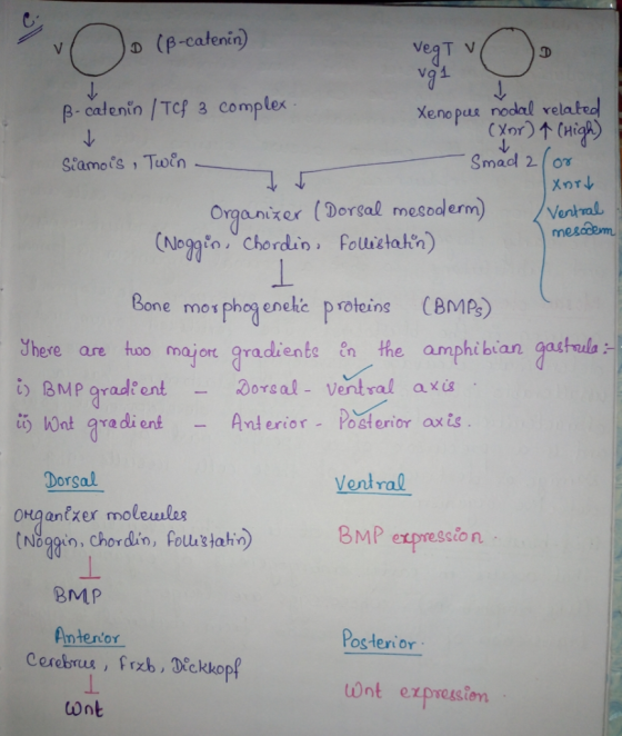 ): (β-catenin) ν( β.calenin/Tcf 3 complex Stamois , Twen VeaT v vg Xeno pas nodal re Organizer (Dorsal mesoderm Nogto, Chord