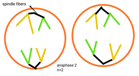 spindle fibers anaphase n 2