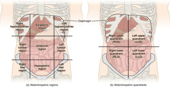 Diaphragm Left Right ondriacEpigastric region hypochondriac reg region ion Right upper quandrant (RUO) Left upper quandrant (
