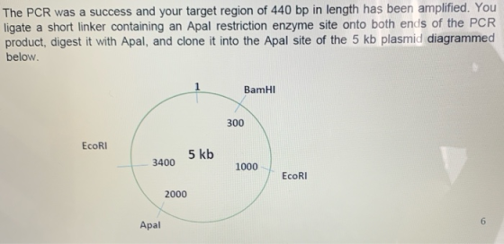 The PCR was a success and your target region of 440 bp in length has been amplified. You ligate a short linker containing an