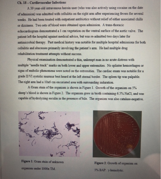 Ch. 18-Cardiovascular Infections A 39 year-old intravenous heroin user (who was also actively using cocaine on the date of ad