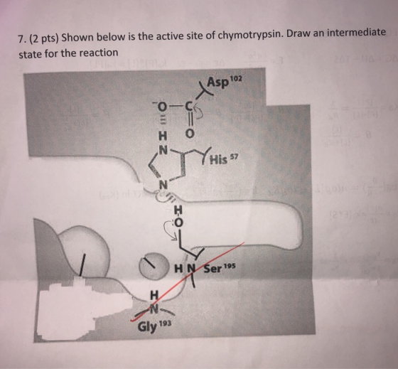 7. (2 pts) Shown below is the active site of chymotrypsin. Draw an intermediate state for the reaction Asp Asp toz но His 7 I