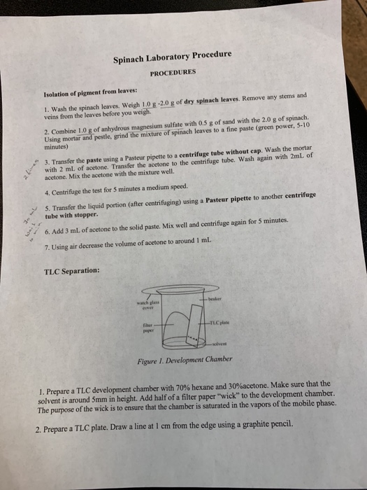 Spinach Laboratory Procedure PROCEDURES Isolation of pigment from leaves: 1. Wash the spinach leaves. Weigh 1.0 g-2.0 g of dr