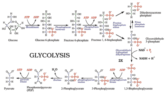 H-C-O- HO-C-H Dihydroxyacetone H-C-OH H-C-O- ATP ADP H-C-OH HO-C-H H-C-OH H phosphate c#0 ATP ADP HO-C-H H CH HO-C-H Fructose