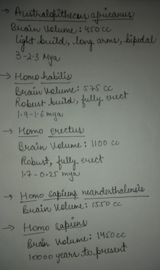 Bhainw volume: uso co armv, 3-2 3 Mya Homo hablis Robuut buitd, bully east 1916 m Homo eructu Brain Wolume: 110o co → Home Sa