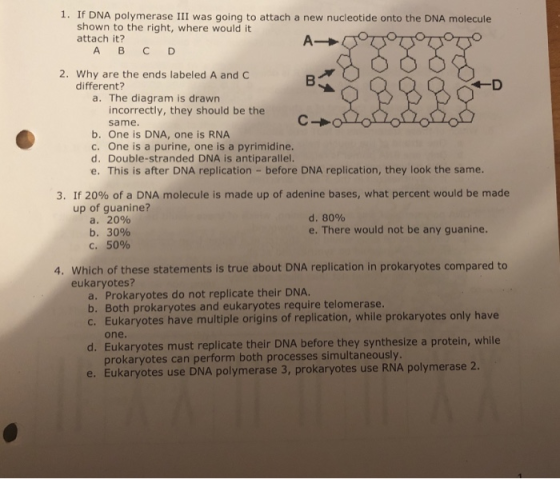 1. If DNA polymerase III was going to attach a new nucleotide onto the DNA molecule shown to the right, where would it attach