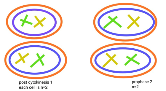 XX XX X X post cytokinesis 1 each cell is n=2 prophase 2 n 2