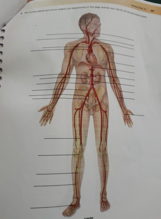 Renew Sheet 32 481 the next identify all indicated blood vessels s. The human arterial and venous systems are diagrammed on t