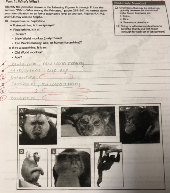 Part 1: Whos Who? Identify the primates shown in the following Figures A through F. Use the Materials Needed Small items tha
