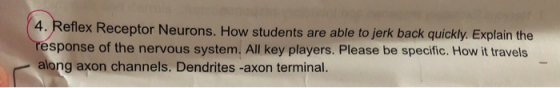 4. Reflex Receptor Neurons. How students are able to jerk back quickly. Explain the response of the nervous system. All key p