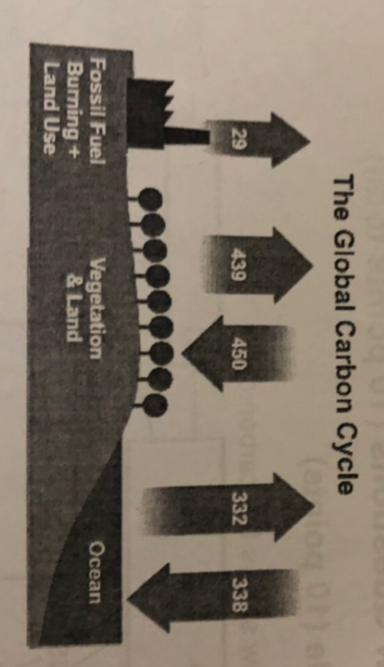 The Global Carbon Cycle 450 439 29 Ocean Vegetation & Land Fossil Fuel Burning + Land Use