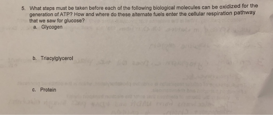 5. What steps must be taken before each of the following biological molecules can be oxidized for the generation of ATP? How