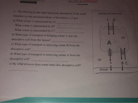 2. The drawing to the right represents absorption in the small Lumen of intestine intestine (or the proximal tubule of the ki