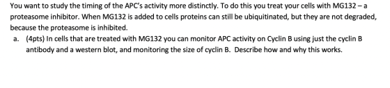 You want to study the timing of the APCs activity more distinctly. To do this you treat your cells with MG132 - a proteasome