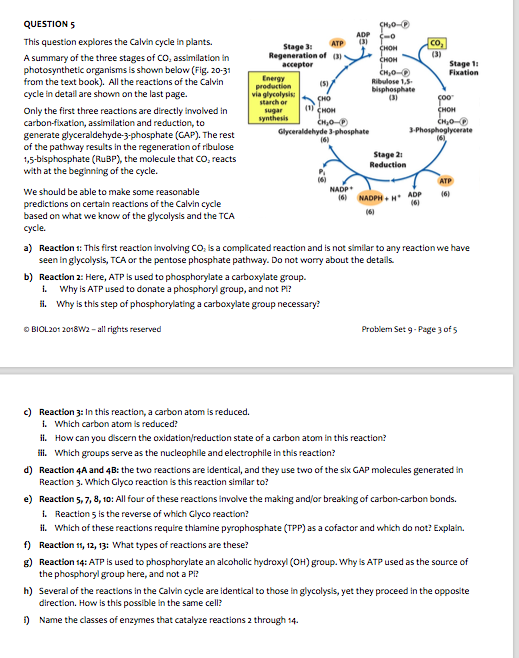 QUESTION 5 This question explores the Calvin cycle in plants. A summary of the three stages of CO, assimilation in photosynth