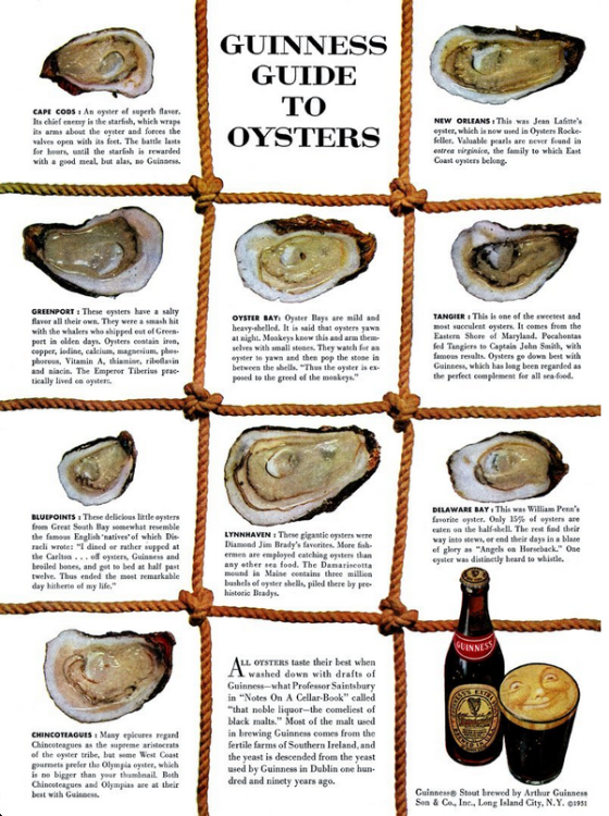 GUINNESS GUIDE TO CAPE CODS 1 An eyster of soperb flaver. Its chief enemy is the starfish, which wraps ts arms about the oyst