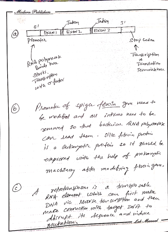 Modern Publishers Tntton ExoN EメON 2 EXON 3 Pvomoter Stop Codon hanscription sanslan Teiminakhel Stants Tansnpty Loth afachv