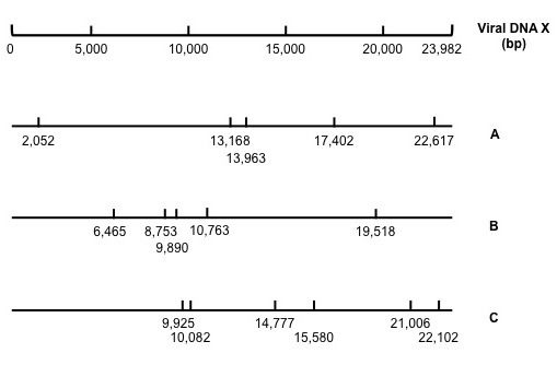J Viral DNA X 20,000 23,982bip) 15,000 5,000 10,000 A 17,402 2,052 13,168 22,617 13,963 19,518 6,465 8,753 10,763 9,890 9,925
