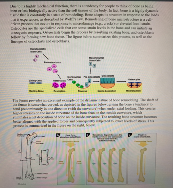 Due to its highly mechanical function, there is a tendency for people to think of bone as being inert or less biologically ac