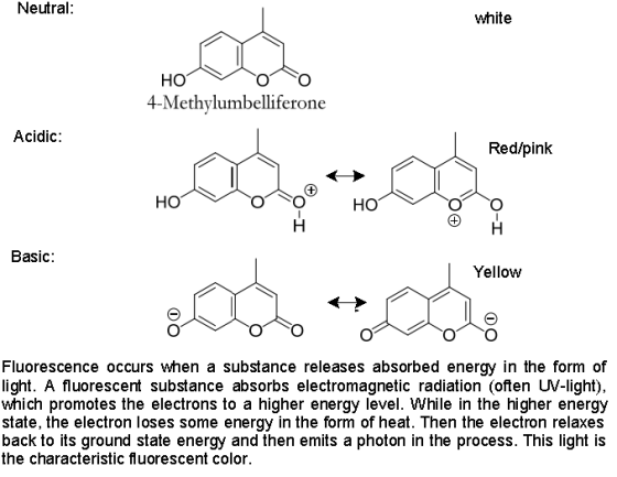 Neutral: white HO 4-Methylumbelliferone Acidic: Red/pink HO Basic: Yellow Fluorescence occurs when a substance releases absor
