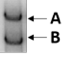 A - B