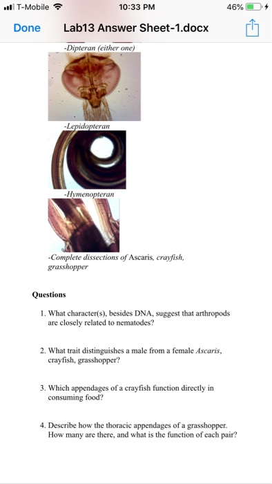 T-Mobile 46% . 10:33 PM Done Lab13 Answer Sheet-1.docx -Dipteran (either one) Lepidopteran Hymenopteran -Complete dissections