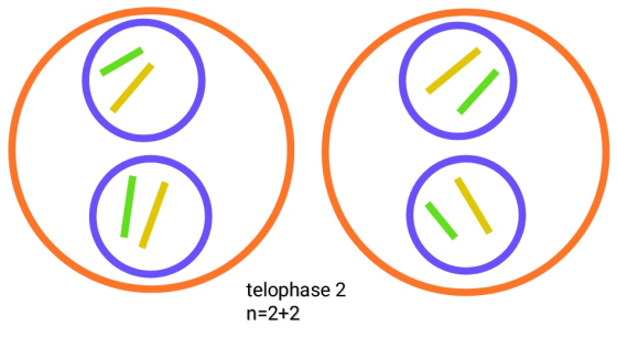 telophase 2 n 2+2